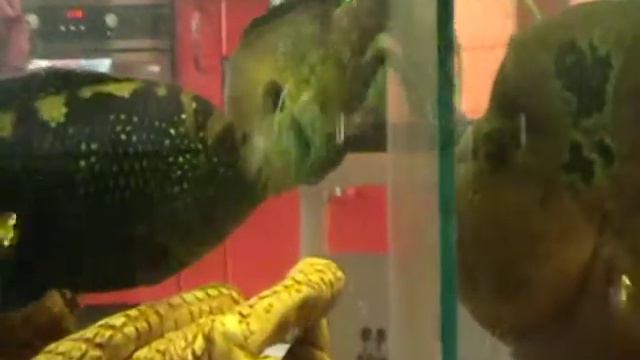 аквариумные рыбки.MOD смотреть онлайн