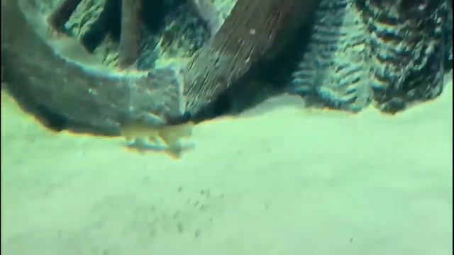 VLOG день 5///ОКЕАНАРИУМ😻///Кристальные и золотые рыбки🔥///Zamira Mira💕 смотреть онлайн