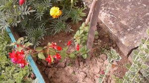 Магеланська фуксія догляд та черенкування