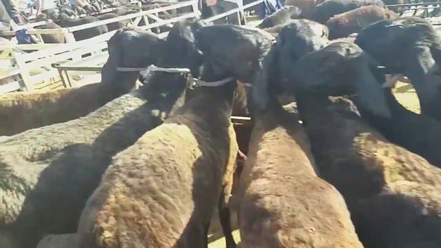 БУНАКА БОЗОР БОМАГАН. КОМБИНАТ КОЙ БОЗОРИ смотреть онлайн