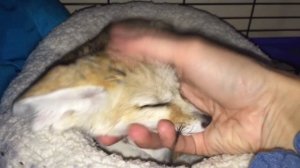 Какие звуки издает домашняя лиса фенек