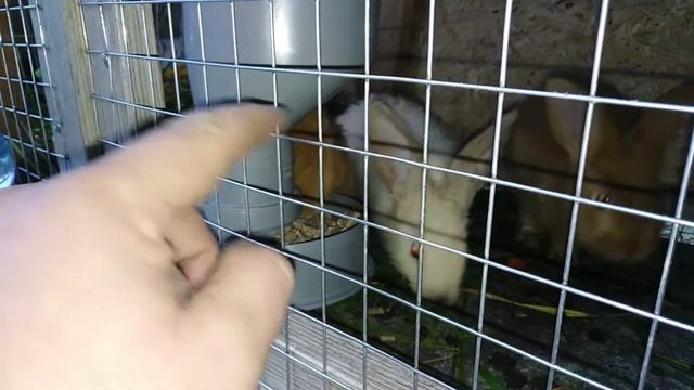 Кормушка и клетка для кроликов. смотреть онлайн