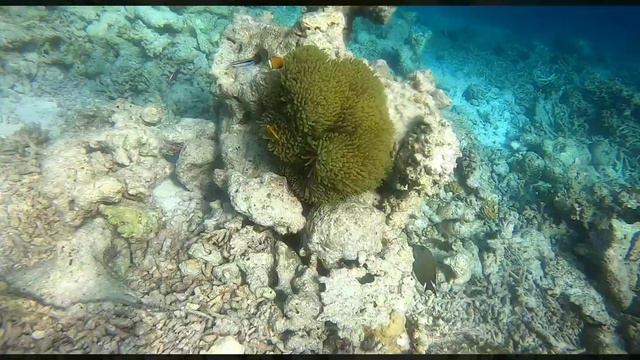 Maldives Maafushivaru 2021 смотреть онлайн