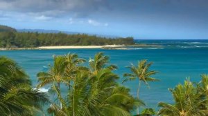 Футаж Море, пальмы - Footage Sea, palm trees