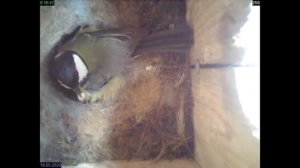 Камера в скворечнике: птенцы синицы от яйца до вылета из гнезда