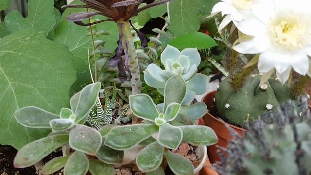 Веранда в июне-недосмотры в джунглях ? смотреть онлайн