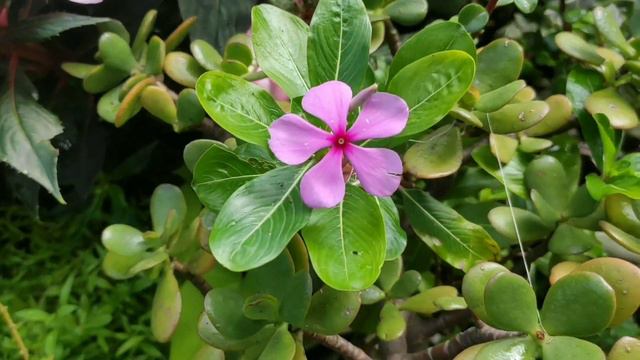 Flores anuais (porque são consideradas anuais ??) TERAPIA com PLANTAS explica смотреть онлайн