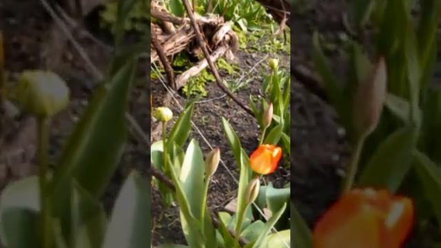 БУДЕТ С ЧЕМ ИЗ РОДДОМА ВСТРЕЧАТЬ !!! ПОСТАВЬ ЛАЙК И ПОДПИШИСЬ !!! смотреть онлайн