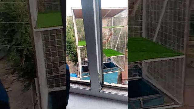 Балкончик для мейн куна. Даже у нас нет балкона. смотреть онлайн