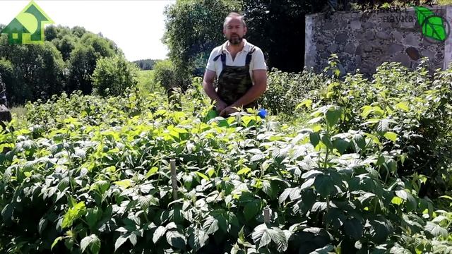 ПОДКОРМИТЕ МАЛИНУ ЙОДОМ И ОНА ЗАВАЛИТ ВАС СЛАДКИМ УРОЖАЕМ! Эффективная подкормка малины и ежевики. смотреть онлайн