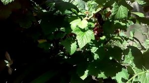 Черная Смородина! Восстановление куста пораженного Стеклянницей!!!Рост и Развитие куста!!!
