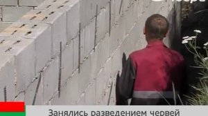 Чем нужно кормить дождевых червей, чтобы они приносили прибыль