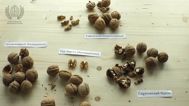 Саженцы грецкого ореха. Идеал смотреть онлайн