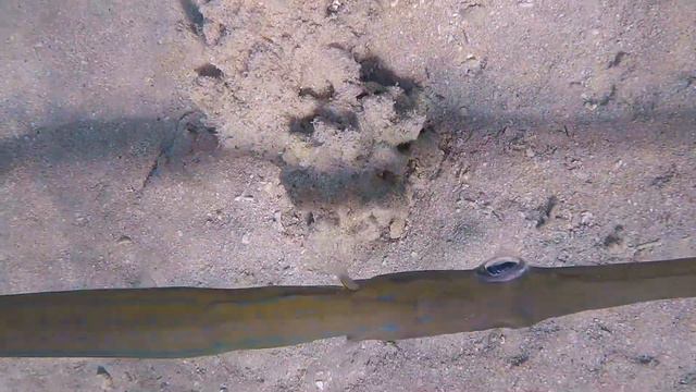 Cornetfish смотреть онлайн