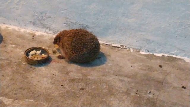 НАШЕСТВИЕ ? ЕЖЕЙ, обнаглели, воруют еду у кошки?. смотреть онлайн