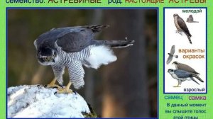 Ястребы. Голоса птиц России