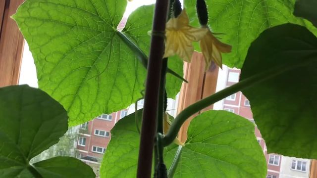 Огурцы Колибри на подоконнике смотреть онлайн