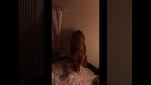 2.Teil Vizsla Mogli