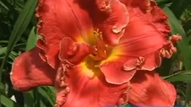 лилейник daylily ROYAL EMPEROR.mpg смотреть онлайн