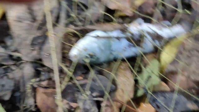 Рост форели за 3 недели. смотреть онлайн