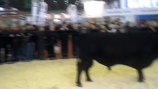 Демонстрация быка производителя русской комолой смотреть онлайн