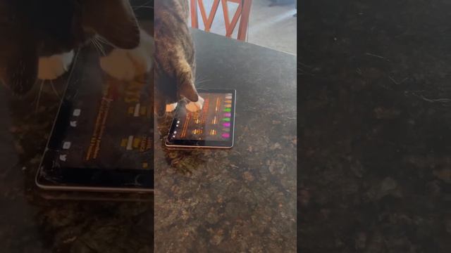 Котейка научился включать свою любимую игру смотреть онлайн