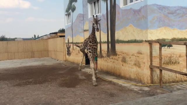 Танцующий Вася смотреть онлайн