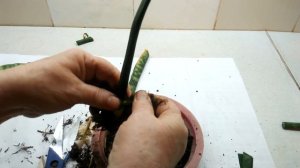 Размножение сансевиерии (тещин язык) черенками.