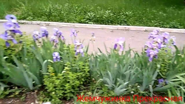 Клумба с ирисами на нашем ДК. смотреть онлайн