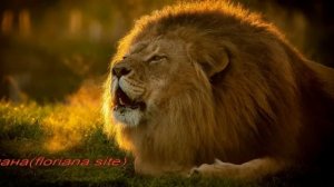 Как завоевать мужчину Льва