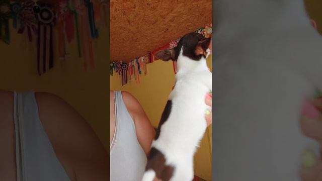 Славица из Космоса Продажа чихуахуа питомник Кастропуло Крым цена в видео+79787458062 viber WhatsAp смотреть онлайн