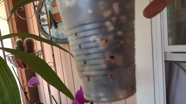 Орхидея Катлея / Cattleya orchid ?? смотреть онлайн