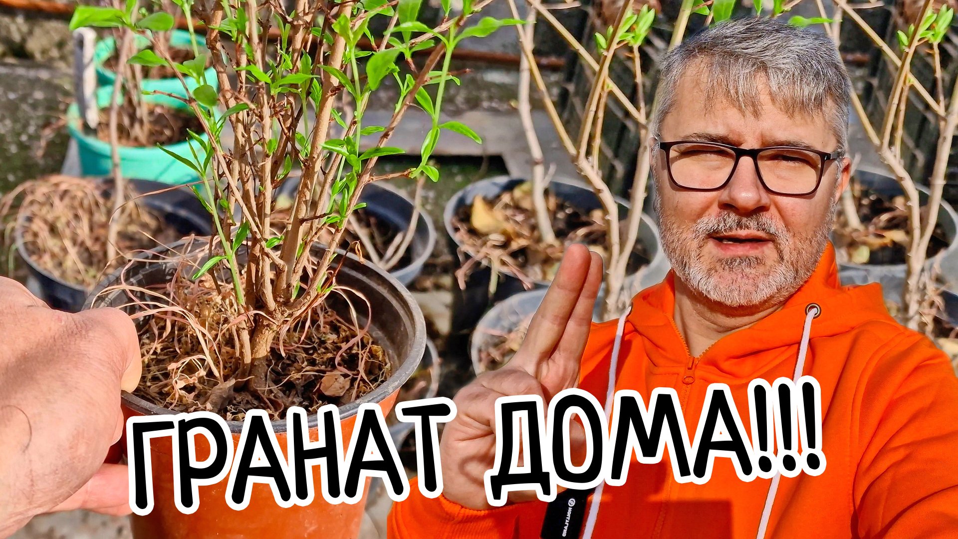 Гранат ДОМА. Соблюдай одно важное условие при выращивания граната в домашних условиях. смотреть онлайн