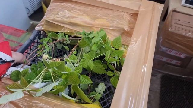 Упаковка саженцев малины, ежевики и кассетной рассады для отправки клиентам на дальние растояния. смотреть онлайн
