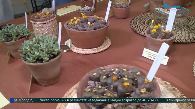 «Живые камни» в Ботаническом саду Петра Великого смотреть онлайн
