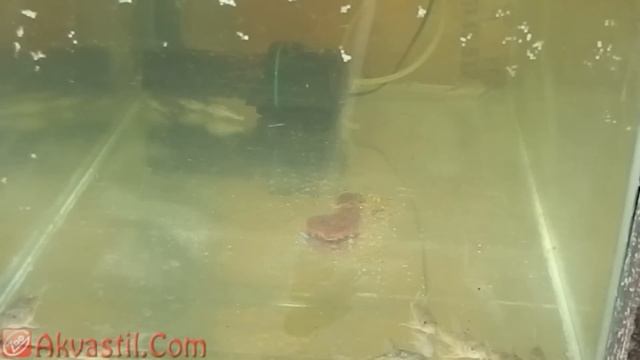 Разведение крапчатых сомиков. Икра и мальки. Аквариумные рыбки. Аквариумистика. смотреть онлайн