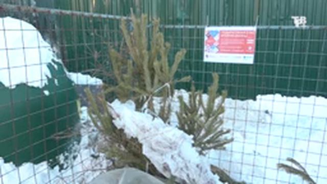 «Подари вторую жизнь своей ёлке!» смотреть онлайн