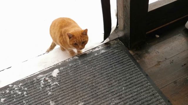 Зимовье уличных котов готово! смотреть онлайн