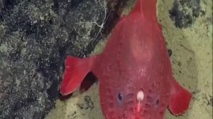 ТОП 10 Самых СТРАШНЫХ и УРОДЛИВЫХ Животных!