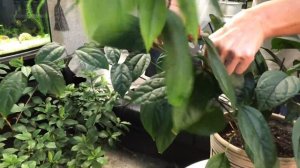 КЛЕРОДЕНДРУМ ТОМПСОНА ОБРЕЗКА И УХОД 4К