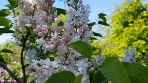 Лучшие сорта сирени. Коллекция сирени. Дача 2019.