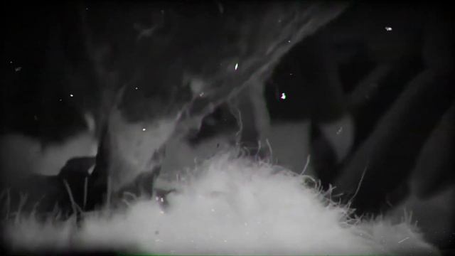 Top 8 Most Brutal Hunting Moments of the Mighty Eagle смотреть онлайн