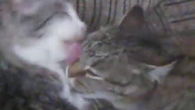Кошки умываются. смотреть онлайн