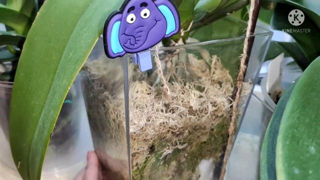 Часть 1. Как располагается моя коллекция орхидей + обзор растений. смотреть онлайн