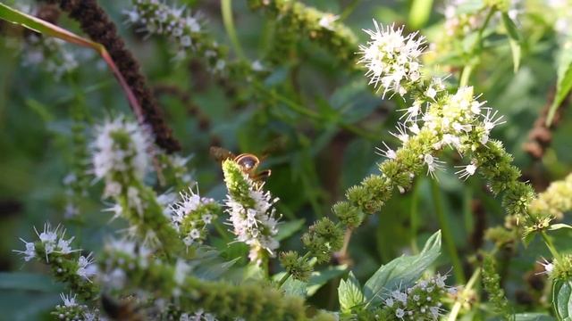 Ейск, вот такая природа у нас в саду. Снимал на фотоаппарат Canon 7D микрообъектив 100 mm смотреть онлайн