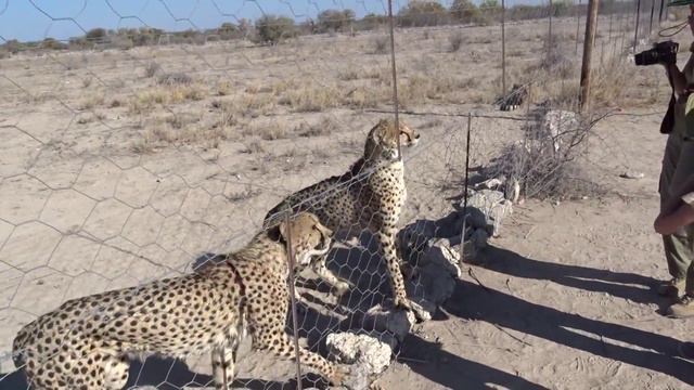 Гепарды, Намибия.