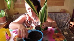 Посадка укоренённой в воде САНСЕВИЕРИИ  (ТЁЩИН ЯЗЫК). Советы по уходу.