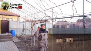 Как обрезать и сформировать виноград на беседке?