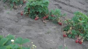 Розана Киевская сорт суперранней земляники(клубники)