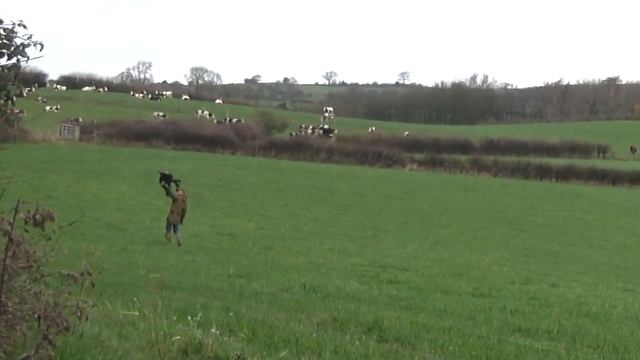 Training a Golden Eagle. смотреть онлайн